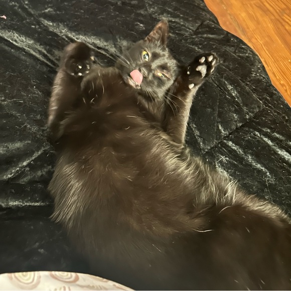 Meet your Posher, Aileen - Picture 2 of 3